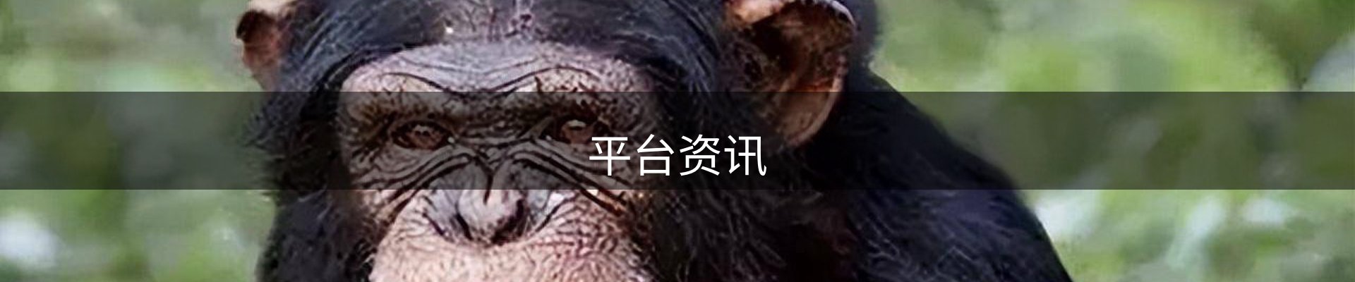 平台资讯